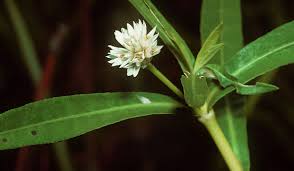 But while growing up, it gives the appearance of buy chaste tree plant. Alternanthera Philoxeroides Wikipedia