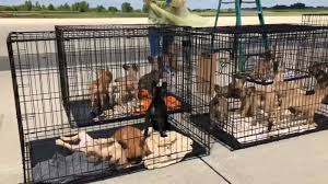 We also provide a safe alternative to shelters for owners that are faced with the decision to find a new home for their. 23 French Bulldog Puppies That Man Intended To Sell In Houston Arrive In Chicago For Rehab Abc13 Houston