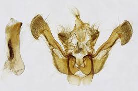 Image result for Photedes fluxa