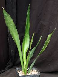 Image result for Sansevieria hyacinthoides