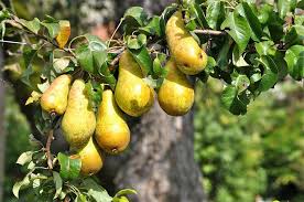 Check spelling or type a new query. Quel Arbre Fruitier Choisir Cote Quimper