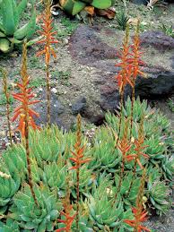 We did not find results for: 10 Outstanding Succulents Finegardening