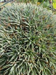 Image result for Euphorbia fanshawei
