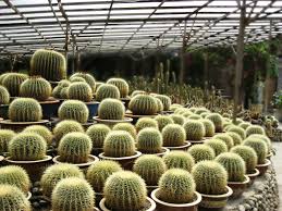 Find the reviews and ratings to know better. Cactus Valley And Cactus Point In Cameron Highland Flickr