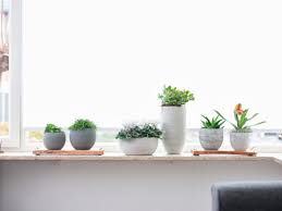 Welke Planten In De Vensterbank Ts