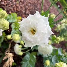 Image result for eustoma lisianthus in garden