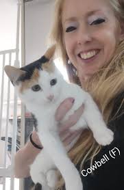 Approachable cat, but declines to permit closeness, situated