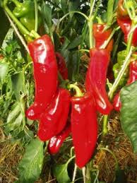 The term pepperoni is a borrowing of peperoni, the plural of peperone, the italian word for bell pepper. Peperone Corno Di Bue Rosso Sativa Pa63