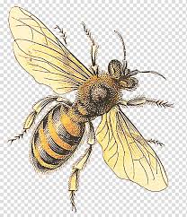 3542 x 1667 jpeg 613 кб. Honey Bee Insect Western Honey Bee Drawing Botanical Illustration Beekeeping Bumblebee Transparent Background Png Clipart Hiclipart