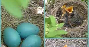 Baby Birds Hatching To Leaving The Nest In 5 Minutes Hairstyles For Girlsfashion Love Line Fashion Love Line