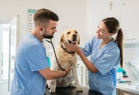 Essential Care: Why Wellness Visits Matter for Pets - AAHA
