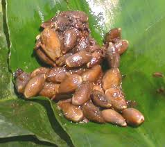 Image result for Treculia