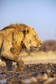 African Lion Wading In Watering Hole Namibia By The Animal Effect Animals Beautiful Animals African Lion