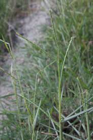 Image result for Gilgiochloa