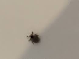 Holzmilben im haus die kleinen roten spinnentiere sind nicht nur in der freien natur heimisch. Was Ist Das Fur Ein Tier Im Haus Insekten Milben