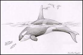 epingle sur dessin dessiner des images pour colorier licorne