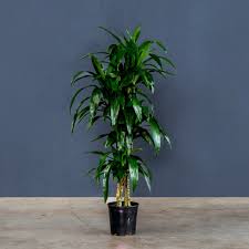 Image result for Dracaena fragrans