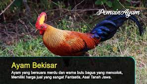 Ayam Bekisar Yang Rajin Berkokok Yang Animals