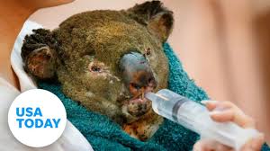 Australia Wildfires 480 Million Animals Believed Dead Usa Today Youtube In 2020 Australia Animals Animals Koala Bear