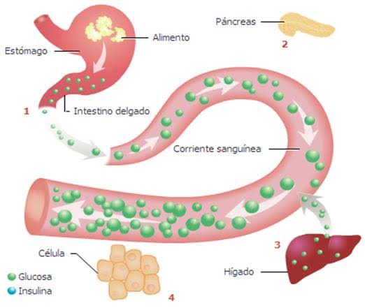 Resultado de imagen para pancreas produciendo insulina animado"