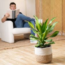 Image result for dracaena