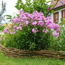 Maybe you would like to learn more about one of these? Phlox Schneiden Pflanzen Pflegen Schoner Wohnen