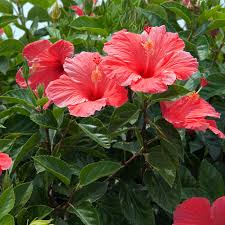 Image result for Hibiscus Red 2015 Vito
