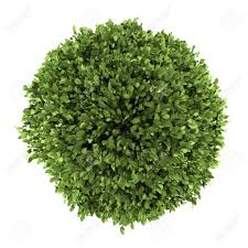 1,399 results for artificial holly. Top View Of Common Holly Bush Isolated On White Background Stock Photo Picture And Royalty Free Image Image 13797277