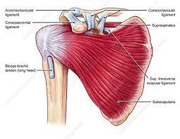 Maybe you would like to learn more about one of these? Transverse Humeral Ligament Keyword Search Science Photo Library