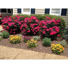 Other pictures are my knockout 2 weeks ago. Knockout Roses Garden Front Of House Rose Garden Design Yard Landscaping