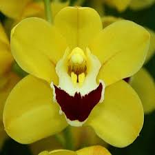 Image result for Cycnium jamesii