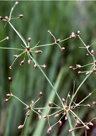 Image result for Fimbristylis quinquangularis