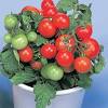 The plant lived most of the way through the winter in a hanging basket and produced dozens and dozens of little tomatoes. Https Encrypted Tbn0 Gstatic Com Images Q Tbn And9gcseb5670iifjkaqee2jjwckoscgwijhynkfdfkxurxjmmneqtz7 Usqp Cau