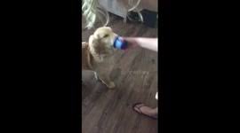 In the uk you won't get a lot of change from £1000 for a purebred goldie pup. Newsflare Golden Retriever Aggressively Loves Woman By Tackling Her In Adorable Clip