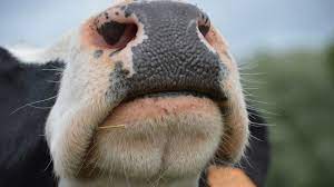 Autant de personnes qui auront croisé la route d'imminence, la vache égérie de cet événement. Salon De L Agriculture 2019 Decouvrez La Vache Egerie The Weather Channel Articles From The Weather Channel Weather Com