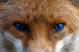 Leicester city fc, nicknamed as the foxes was founded in the year 1884 by the name leicester fosse fc. Pin On Leicester City