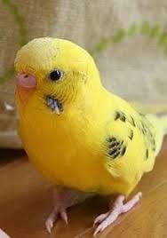 Bella Salma In 2020 Budgies Bird Budgies Pet Birds
