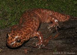 Image result for Dinebra caudata