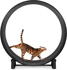 Cat Exercise Wheel