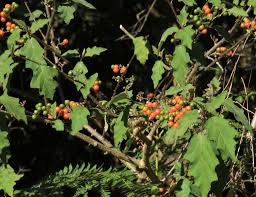 Image result for Solanum anguivi