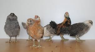 At about 8 weeks old or so they start developing small differences. Marin Chickens 6 Weeks Old Marin Homestead