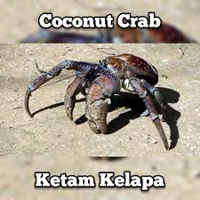 Kita ketahui, kereta penumpang milik pt. Aneka Jenis Ketam Ada Dunia Pencinta Haiwan Malaysia Facebook