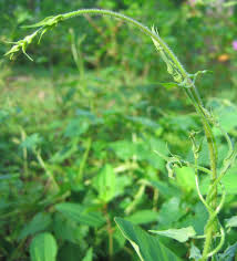 Image result for Aidia micrantha