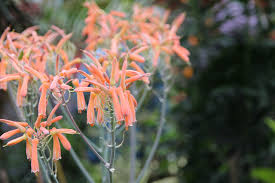 Find what you're looking for, for even less. Aloe Striata Striped Free Photo On Pixabay