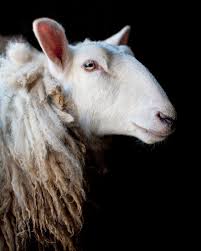 A Dignified White Sheep Animals Sheep Art Cute Goats