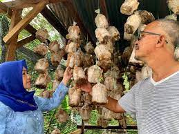 Rugi siapa yang tak pernah makan. Tanam Kulat Tepi Rumah Demi Bantu Asnaf