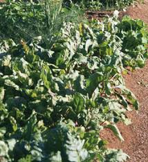 Knowing how much space you have will help you know how much you can plant. Step 2 Plan Your Garden Layout Illinois Vegetable Garden Guide University Of Illinois Extension