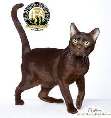 The borzoi has a soft undercoat which thickens in cold climates and sheds in warm climates. Havana Brown The Cat Fanciers Association Inc