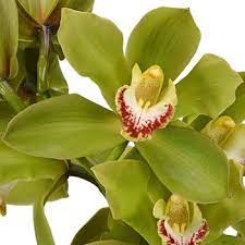 Cymbidium Orchids Green Overnight Fiftyflowers Com Green Orchid Cymbidium Orchids Types Of Orchids