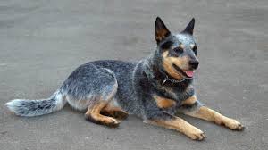 They were bred specifically to drive cattle over long distances and often across rough terrain. Australian Cattle Dog Hunde Info De